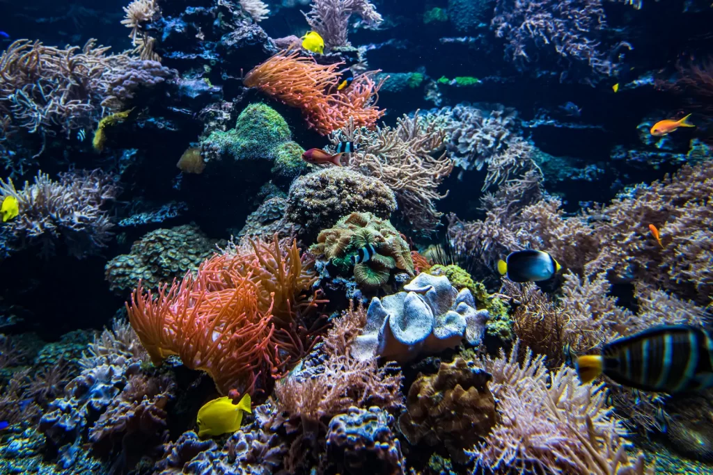 Vista panorámica de la Gran Barrera de Coral en Australia, con aguas cristalinas y arrecifes de colores vibrantes.